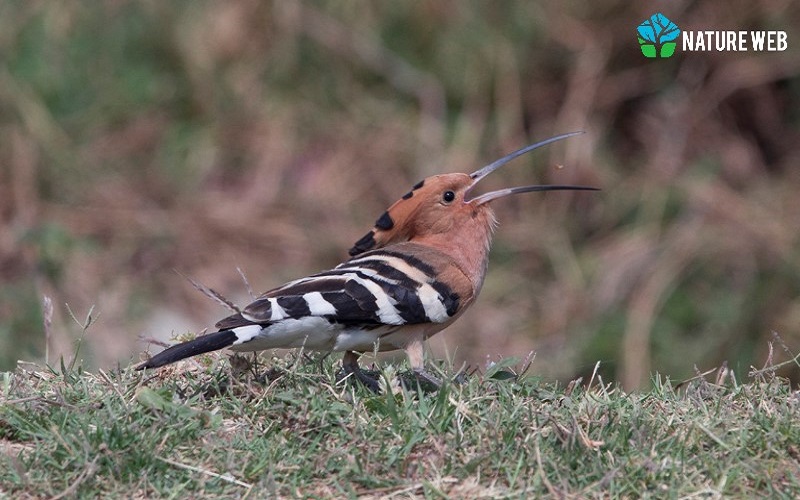 Common Hoopoe